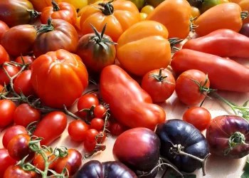 El Tomate: Historia y cultivo del inmigrante más famoso del mundo
