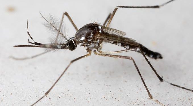 Hallazgo de zancudo preidentificado como Aedes aegypti: Refuerzan medidas preventivas en los hogares