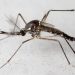 Hallazgo de zancudo preidentificado como Aedes aegypti: Refuerzan medidas preventivas en los hogares