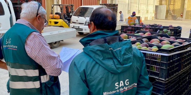 Agricultores de Arica cuentan con nueva alternativa de tratamiento para comercializar mango en el mercado nacional