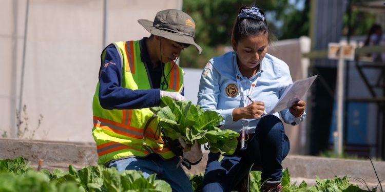Estudiantes del Liceo de Pica integran su producción hortícola a la cadena de abastecimiento regional