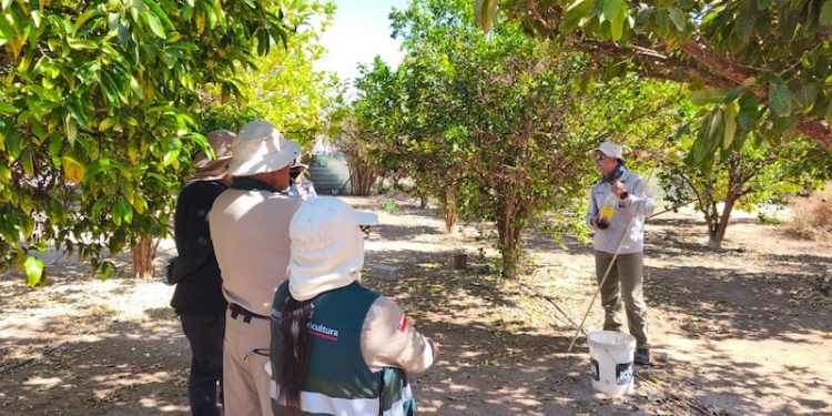 SAG refuerza medidas de control tras detección de mosca de la fruta en Bajo Soga