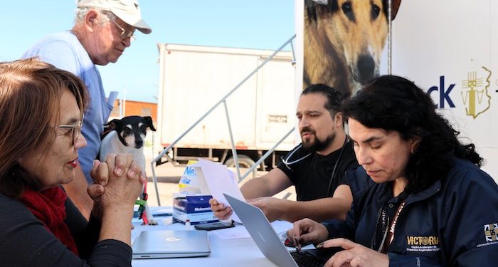 Más de 700 mascotas de caletas de Iquique serán atendidas por clínica veterinaria móvil