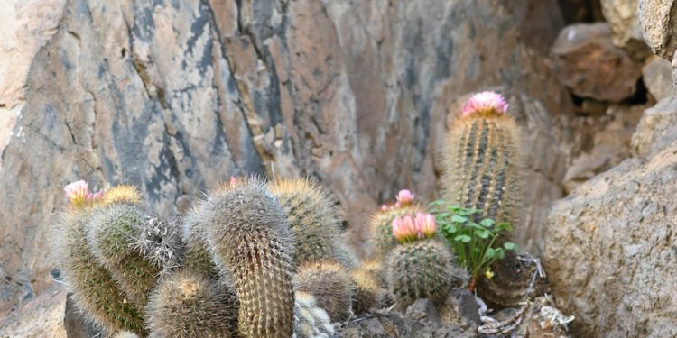 El chilenito: Cactus endémico que solo vive en 10 km de la costa chilena