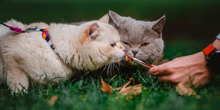 Mascotas estresadas y potenciales ataques ¿Cómo manejar la situación?