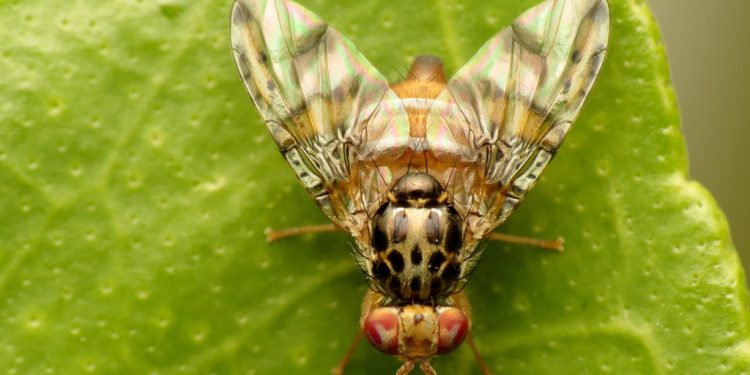 Ministerio de Agricultura pone en marcha nuevo seguro colectivo para mosca de la fruta