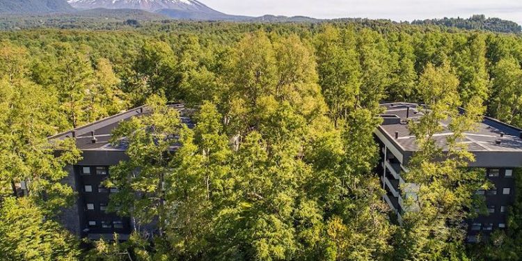 Día del Medioambiente: La inmobiliaria que impulsa la sostenibilidad plantando 15 árboles por cada departamento vendido