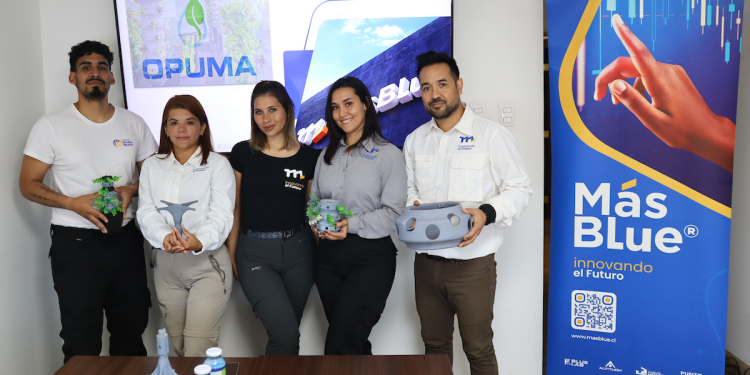 Desarrollan proyecto para cultivo vertical de lechugas y kales