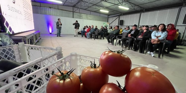 Validaron bioproductos para disminuir uso de agroquímicos en cultivos de hortalizas