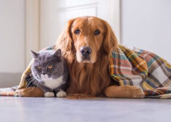 Mascotas y frío: cómo protegerlos del clima y prevenir enfermedades respiratorias