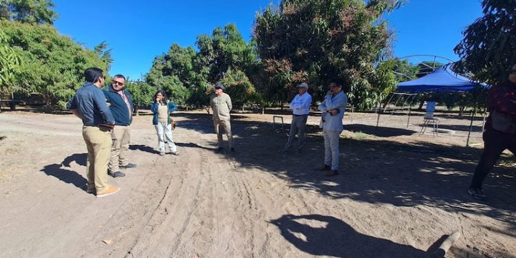 SAG Tarapacá inicia campaña de erradicación en Pica tras detección de ejemplares de mosca de la fruta