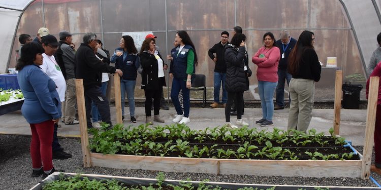Agricultores de San Pedro de Atacama conocieron proyecto hidropónico del CCP