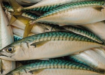 Nutricionista advierte riesgos por etiquetado incorrecto en conservas de jurel