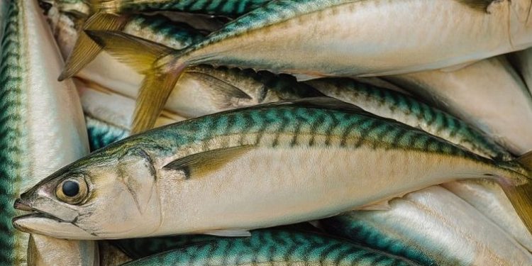 Nutricionista advierte riesgos por etiquetado incorrecto en conservas de jurel