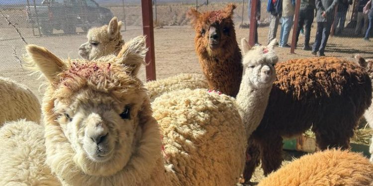 En Guacoyo habilitan manga de conducción y manejo para la ganadería camélida