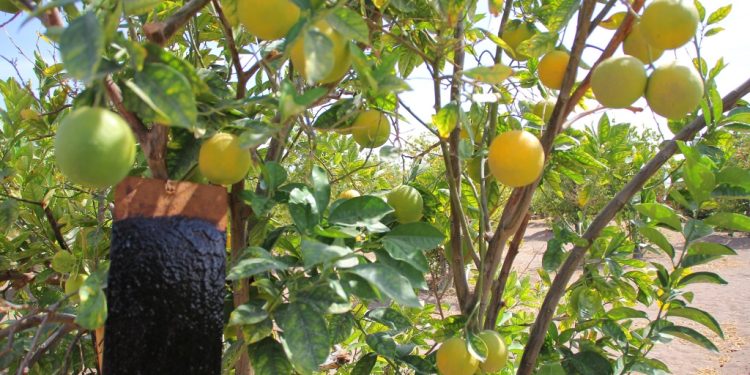Mesa público-privada destaca aporte del nuevo Seguro Catastrófico para Mosca de la Fruta contratado por Agroseguros