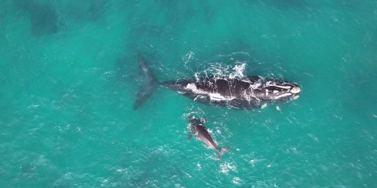 Sernapesca y Armada activan protocolos ante avistamiento de ballena franca austral y su cría en las costas de Tarapacá