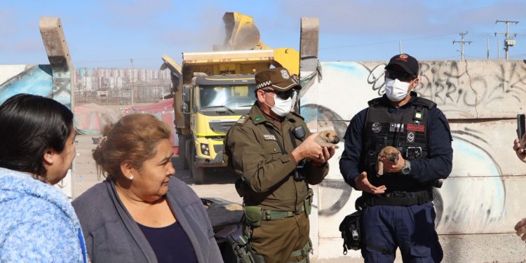 Rescatan más de siete animalitos abandonados en operativo de limpieza en Alto Hospicio