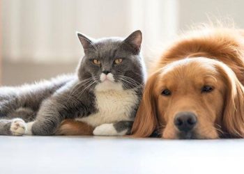 Recomendaciones para el resguardo y evacuación de mascotas en zonas afectadas por emergencias