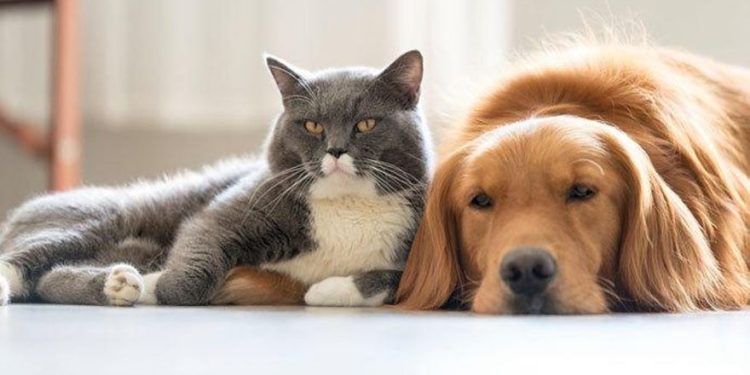 Recomendaciones para el resguardo y evacuación de mascotas en zonas afectadas por emergencias