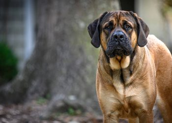 Ataques de perros: educar es fundamental