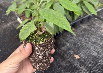 Tecnología de micropropagación in vitro de paltos es validada para escala comercial en Chile y la región