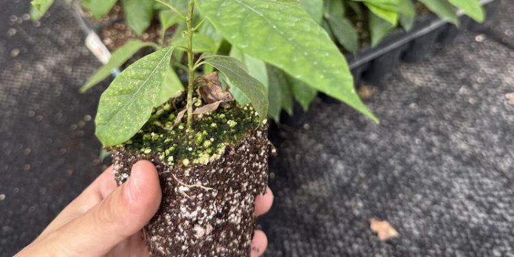 Tecnología de micropropagación in vitro de paltos es validada para escala comercial en Chile y la región