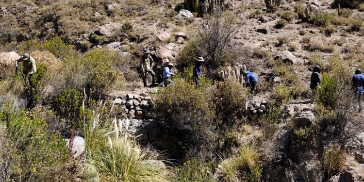 Guardaparques del Parque Nacional Volcán Isluga participaron en limpieza ancestral de canales en la precordillera