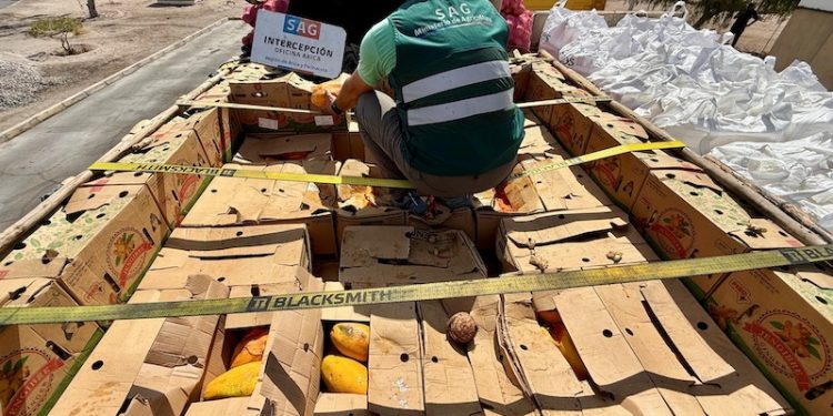 SAG y fiscalización fronteriza: más de 120 camiones con productos de riego sanitario interceptados a la fecha