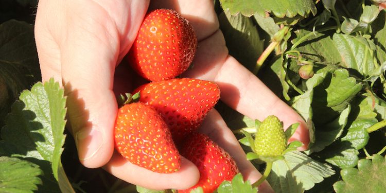 Finaliza primera etapa de ensayo que busca alargar la vida útil de frutillas