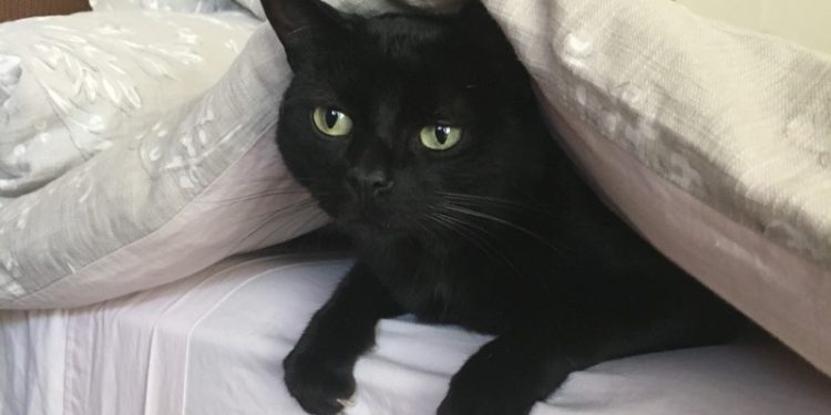 Agosto, mes de los gatos: ¿Mito popular o realidad felina?