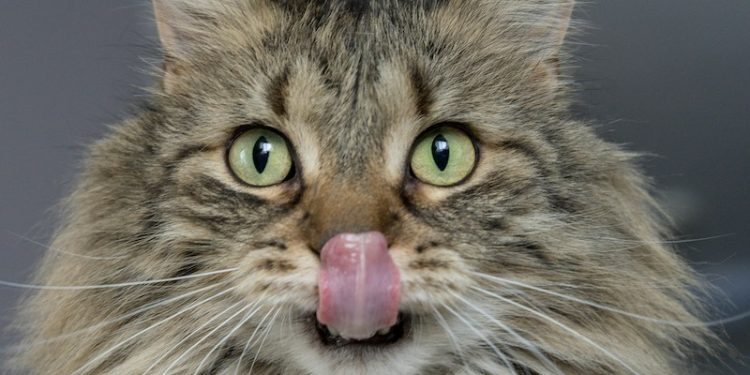 La era del gato: Por qué cada vez más personas eligen compartir su hogar con uno