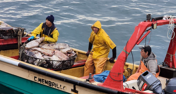 Indespa convoca a organizaciones del sector pesquero a fondo de capacitación y más