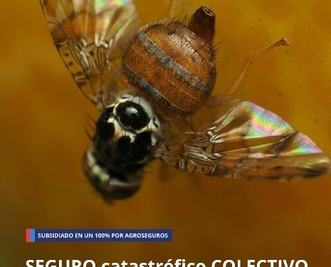 Agricultores/as de Pica y Bajo Soga comienzan a utilizar el seguro contra la mosca de la fruta