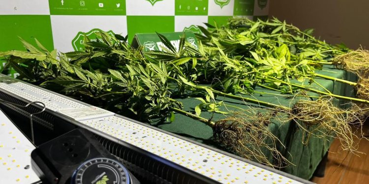 OS-7 de Carabineros detiene a infractora de Ley 20.000 por cultivo de marihuana