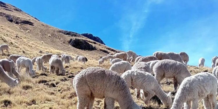 Comité Desarrollo Productivo da continuidad a programa público-privado de ganadería camélida