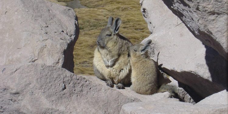 Especie introducida: Estudio U. de Chile alerta sobre invasión de liebre europea en el Desierto de Atacama