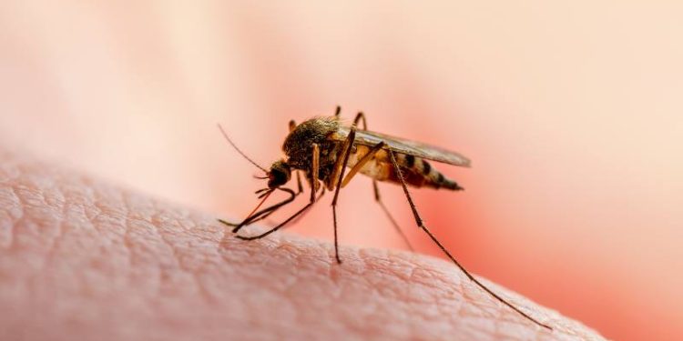 SEREMI de Salud informa nuevo hallazgo de larvas y pupas de Aedes aegypti en Iquique y larvas de Anopheles en el Tamarugal