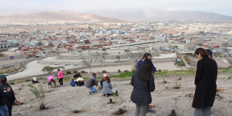 CONAF y SERVIU Tarapacá plantan más de 150 árboles en parque Santa Rosa de Alto Hospicio