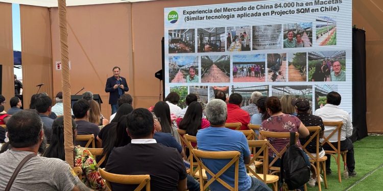 SQM Impulsa la Agricultura del Desierto: «Arándanos en el Desierto» Nace en la Pampa del Tamarugal