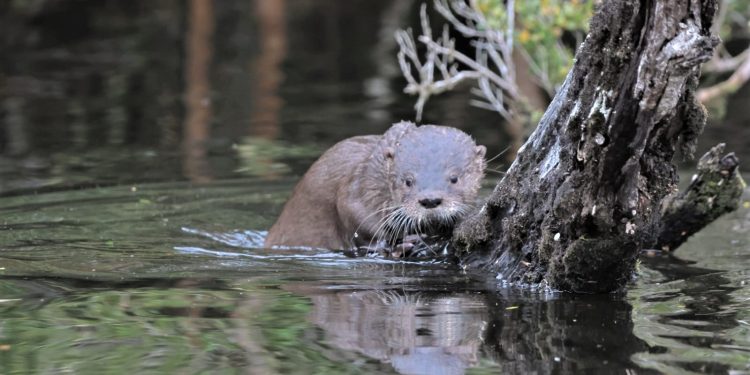 Rutas en Fiestas Patrias, riesgos para conductores y fauna silvestre en Chile