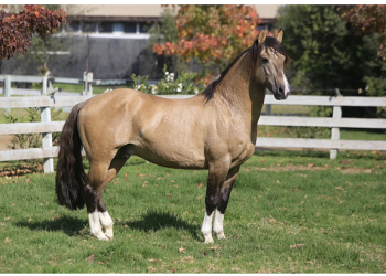 El caballo chileno: patrimonio vivo de nuestra identidad