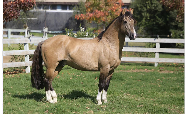 El caballo chileno: patrimonio vivo de nuestra identidad