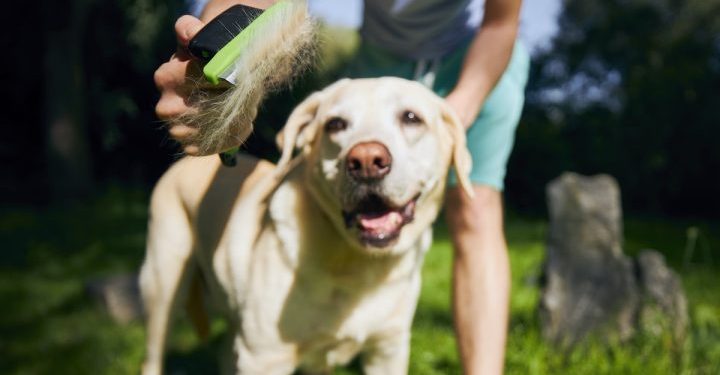 Cepillado, un hábito esencial para el bienestar de los perros