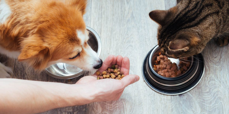 Colmevet apela a sobreseimiento de tres imputados por daños a la salud de más de 400 mascotas