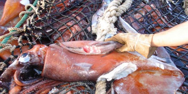 Coordinadora Nacional de Jibieros piden al gobierno plan para asegurar que pesca industrial no agote el recurso.