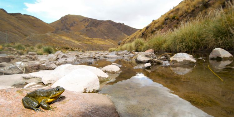 Desde Chile impulsan plan internacional para frenar la extinción de las ranas andinas