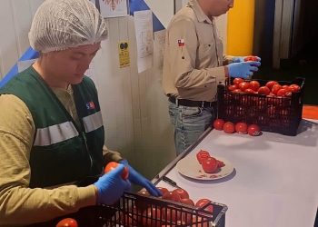 Histórico: Arica consolida su liderazgo en la exportación de tomates hacia Argentina