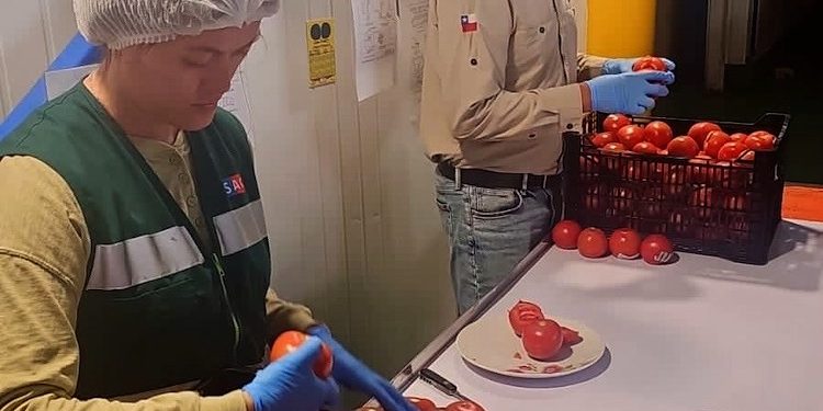 Histórico: Arica consolida su liderazgo en la exportación de tomates hacia Argentina