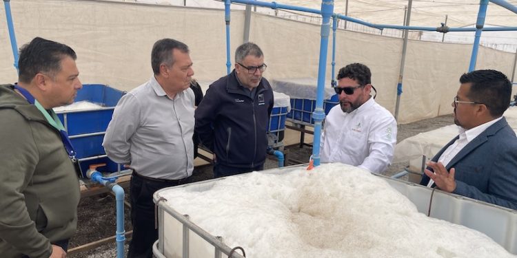 En base a residuos de algas marinas crearon bioestimulante agrícola “Made in Arica”